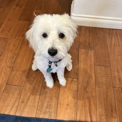 I Love My Happy Dogs - Kona getting ready for his walk with Bonnie .