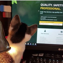 Cody Tree Service - Quality safety professional at work here at Cody Tree Services