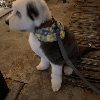 Barks In The Bay - So soft and fluffy! - Pet Groomers Near Me