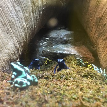 Museum of Science - Frogs exhibit 8/2016 - Museums Near Me - Boston, Massachusetts
