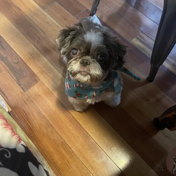 Treat Ur Pups - Pet Groomers Near Me - Lorton, Virginia Treat Ur Pups - Pet Groomers Near Me - Lorton, Virginia