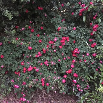 Prospect Park - Parks Near Me - Redlands, California
