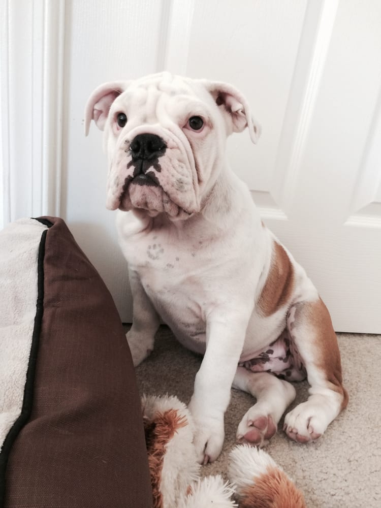 See Sparky Run - pet boarding facility in Arlington, VA