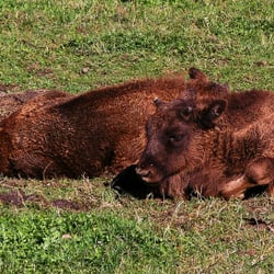Heimat-Tierpark Olderdissen - Wisentkalb