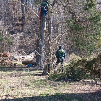 United Tree Service - Taking down a 200 year old tree. - Tree Services Near Me United Tree Service - Taking down a 200 year old tree. - Tree Services Near Me
