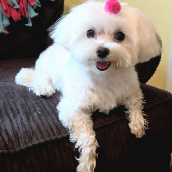 The Groomers - Kristin is the best!! Best haircut that she has ever gotten and was out the door in a hour. Couldn't be happier highly recommend! - Pet Groomers Near Me - Bay Shore, New York The Groomers - Kristin is the best!! Best haircut that she has ever gotten and was out the door in a hour. Couldn't be happier highly recommend! - Pet Groomers Near Me - Bay Shore, New York