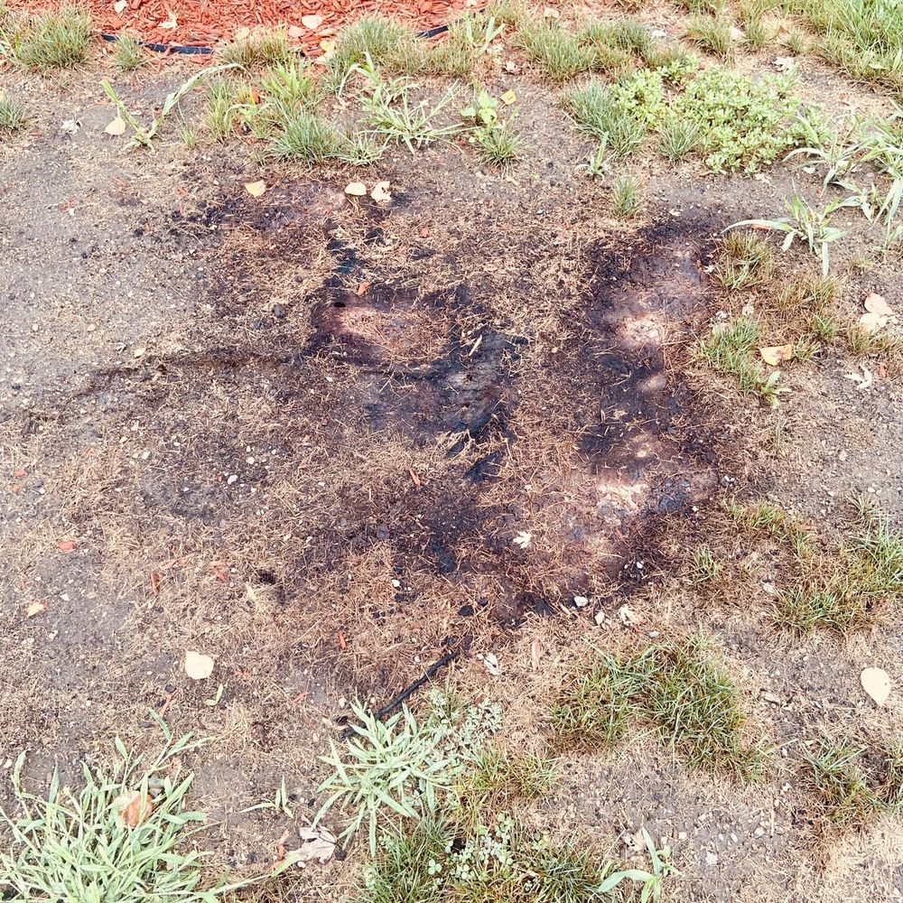 Whitewood Tree Service - Stump definitely NOT below ground like we were promised. - Tree Services Near Me - Pinckney, Michigan Whitewood Tree Service - Stump definitely NOT below ground like we were promised. - Tree Services Near Me - Pinckney, Michigan