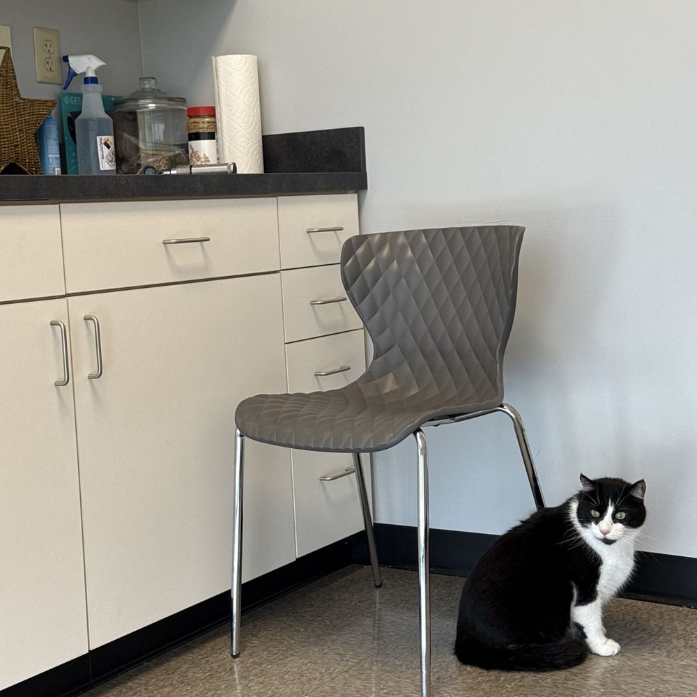 Independence Pet Hospital - Nice and chill with the fan to soothe Colonel Whiskers. - Veterinarians Near Me - Monroe, Ohio Independence Pet Hospital - Nice and chill with the fan to soothe Colonel Whiskers. - Veterinarians Near Me - Monroe, Ohio