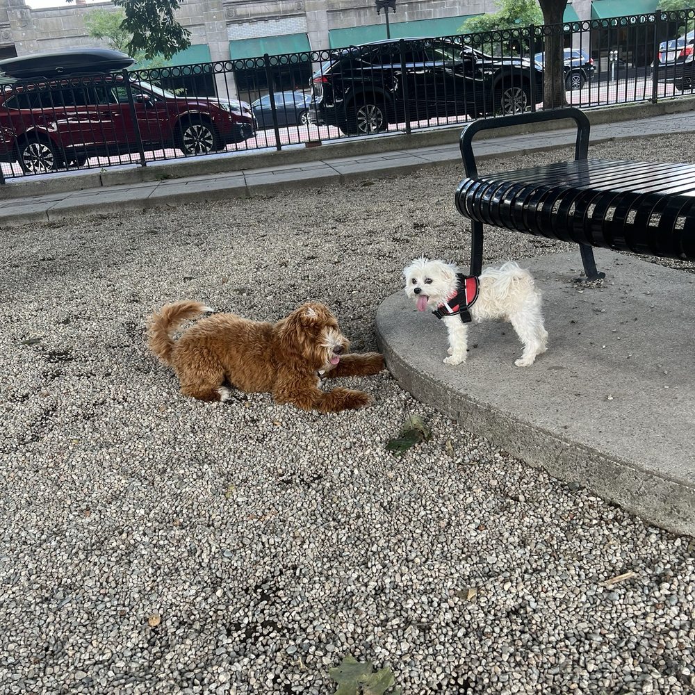 Peters Park - This good girl knew how to make herself small and non-threatening for the little dogs! - Dog Parks Near Me - Boston, Massachusetts Peters Park - This good girl knew how to make herself small and non-threatening for the little dogs! - Dog Parks Near Me - Boston, Massachusetts