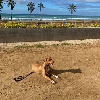 Island Dog Obedience - Pet Training Near Me - Honolulu, Hawaii Island Dog Obedience - Pet Training Near Me - Honolulu, Hawaii