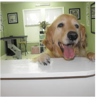 Day Care Fun for Your Dog! - You don't have to leave your dog
home alone during the day. We
have 2 indoor play areas,
where your dog can play and
socialize amongst other dogs,
and staff members while you're
off to work.
Providing social fun, exercise, and tender loving care during the workday
Our palace is designed with 2 dog play areas and a backyard. Pet Daycare is 5 hours or more of social, inside and outside cage-free fun. All pets are supervised and play tug-a-war, fetch, and frisbee Throughout the day, your pet will enjoy:
• Games of fetch, tug of war, and frisbee
• Water and very special snacks
And in the summer, we go all out - with pools, ice cream, and bubbles...fun, fun, fun!
The Pet's Play Palace
The Pet's Play Palace
2528 Sheridan Street
Houston, TX 77030
713-660-0447 Day Care Fun for Your Dog! - You don't have to leave your dog
home alone during the day. We
have 2 indoor play areas,
where your dog can play and
socialize amongst other dogs,
and staff members while you're
off to work.
Providing social fun, exercise, and tender loving care during the workday
Our palace is designed with 2 dog play areas and a backyard. Pet Daycare is 5 hours or more of social, inside and outside cage-free fun. All pets are supervised and play tug-a-war, fetch, and frisbee Throughout the day, your pet will enjoy:
• Games of fetch, tug of war, and frisbee
• Water and very special snacks
And in the summer, we go all out - with pools, ice cream, and bubbles...fun, fun, fun!
The Pet's Play Palace
The Pet's Play Palace
2528 Sheridan Street
Houston, TX 77030
713-660-0447