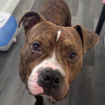 Pet Passages - Melbourne, FL - My Handsome Hercules - Pet Cremation Services Near Me - Melbourne, Florida