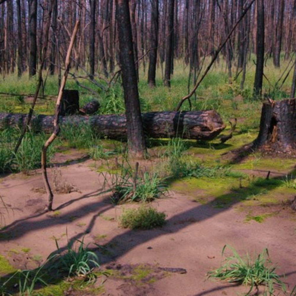 Bastrop State Park - Parks Near Me - Bastrop, Texas