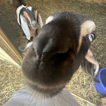 Three Miracles Farm - Woooook at that wittle face! - Attraction Farms Near Me - Wrightstown, New Jersey Three Miracles Farm - Woooook at that wittle face! - Attraction Farms Near Me - Wrightstown, New Jersey
