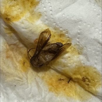 Medrano's Mexican Restaurant - The moth I found in my soup.. Albondigas Soup - Mexican Near Me - Quartz Hill, California Medrano's Mexican Restaurant - The moth I found in my soup.. Albondigas Soup - Mexican Near Me - Quartz Hill, California