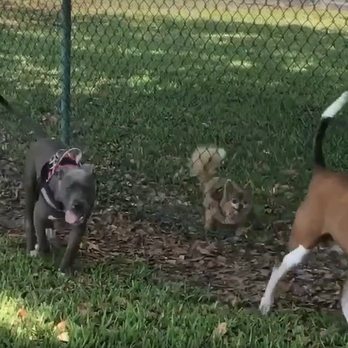 Sebastian Bark Park - Small dogs have a separate enclosure from the big dogs, but they can still sniff each other to say hello. We love it! :) - Dog Parks Near Me - Sebastian, Florida Sebastian Bark Park - Small dogs have a separate enclosure from the big dogs, but they can still sniff each other to say hello. We love it! :) - Dog Parks Near Me - Sebastian, Florida