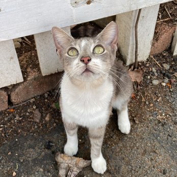 Northside Grind - a cat looking up at the camera - Coffee & Tea Near Me - St Thomas, Virgin Islands