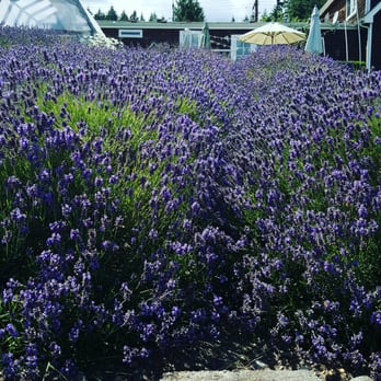 Purple Scent Lavender Farm - Very fragrant and beautiful lavender here! And of course lots of bees too! - Flowers & Gifts Near Me - Bremerton, Washington Purple Scent Lavender Farm - Very fragrant and beautiful lavender here! And of course lots of bees too! - Flowers & Gifts Near Me - Bremerton, Washington