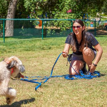 Withers Dog Training - Pet Training Near Me