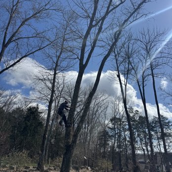 Birdsong Tree Service - Tree Services Near Me Birdsong Tree Service - Tree Services Near Me