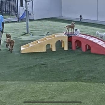 Pet Paradise Wesley Chapel - My two littles at the top of the ramps as viewed from their webcam! This was day one, so they were being a bit shy. - Pet Groomers Near Me - Wesley Chapel, Florida
