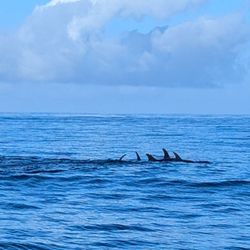 OceanEmotion Azores Whale Watching