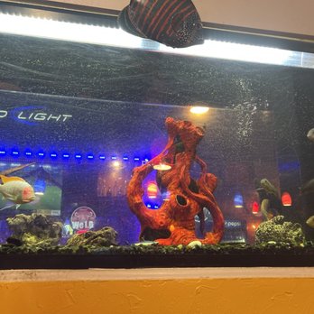Torero's Mexican Restaurant - Fish tank entertainment too - Mexican Near Me - Goldsboro, North Carolina