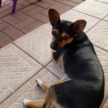 Nowhere Bar - a dog laying on the ground - Dive Bars Near Me - Ocala, Florida Nowhere Bar - a dog laying on the ground - Dive Bars Near Me - Ocala, Florida
