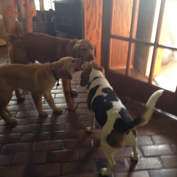 Golden Puppies - Pet Breeders Near Me - Amite City, Louisiana Golden Puppies - Pet Breeders Near Me - Amite City, Louisiana