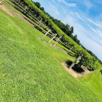 Hinnant Family Vineyards - The beautiful vineyards - Wineries Near Me - Pine Level, North Carolina Hinnant Family Vineyards - The beautiful vineyards - Wineries Near Me - Pine Level, North Carolina