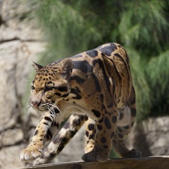 Sac Zoo - clouded leopard It's actually considered a more primitive member of the feline family. - Zoos Near Me - Sacramento, California Sac Zoo - clouded leopard It's actually considered a more primitive member of the feline family. - Zoos Near Me - Sacramento, California