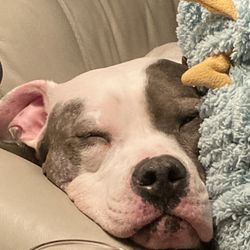 Bark to Basics - Happy Arlo