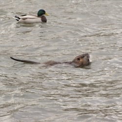 Port aux Cerises - Thought this was a beaver until we saw that slender, rat-like tail. Turns out it's a Nutria. First one I ever saw.