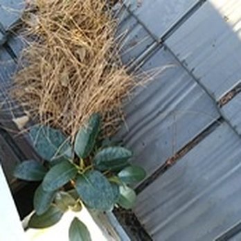 Ever Clean - Plant growing on gutter. - Window Washing Near Me - Fullerton, California