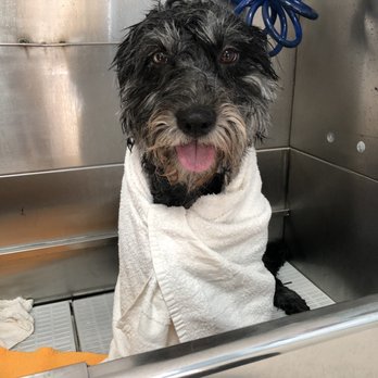 Two Brothers Dog Wash - Pet Groomers Near Me - Virginia Beach, Virginia Two Brothers Dog Wash - Pet Groomers Near Me - Virginia Beach, Virginia