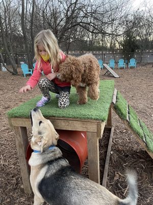 Neighbors Dog Park & Cafe by null