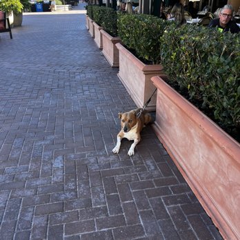 Great Maple - Cute dog waiting outside - New American Near Me - Newport Beach, California