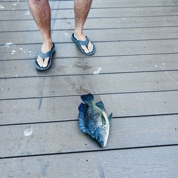Crest Lake Park - Caught a big ol' tilapia! - Parks Near Me - Clearwater, Florida Crest Lake Park - Caught a big ol' tilapia! - Parks Near Me - Clearwater, Florida