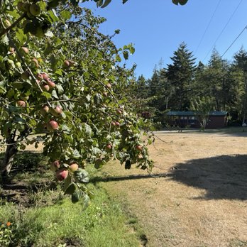 Park Motel and Cabins - Orca cabin in the distance as seen from the apple trees on property. - Hotels Near Me - Florence, Oregon Park Motel and Cabins - Orca cabin in the distance as seen from the apple trees on property. - Hotels Near Me - Florence, Oregon