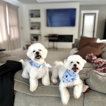 Puppy Haven - Brookhaven - Pet Groomers Near Me - Brookhaven, Georgia