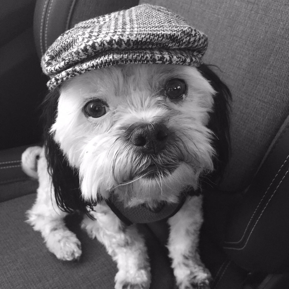 Furry Beginnings - Humphrey with his dapper little page boy hat. Furry beginnings has all types of leashes, pup clothes and grooming supplies. - Pet Groomers Near Me - Gilbert, Arizona Furry Beginnings - Humphrey with his dapper little page boy hat. Furry beginnings has all types of leashes, pup clothes and grooming supplies. - Pet Groomers Near Me - Gilbert, Arizona