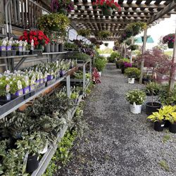 Corner Stone Garden Center - Stapables and other plants