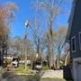Photo of Black Bear Tree Services