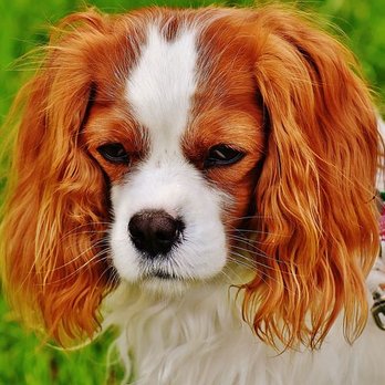 Darlene's Pet Sitting Services - Dog Walkers Near Me - Bailey, Colorado Darlene's Pet Sitting Services - Dog Walkers Near Me - Bailey, Colorado