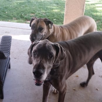 Andrea's Quality Pet Care - Dusk and Sky - Pet Sitting Near Me - Mesa, Arizona Andrea's Quality Pet Care - Dusk and Sky - Pet Sitting Near Me - Mesa, Arizona