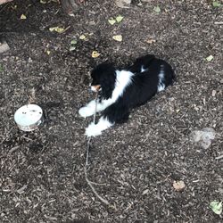 Bernard Dog Run