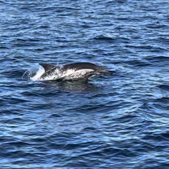Oceanside Adventures - Boat Charters Near Me - Oceanside, California