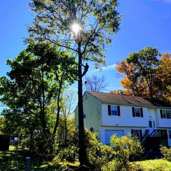 JPS TREE SERVICE - Tree Services Near Me JPS TREE SERVICE - Tree Services Near Me