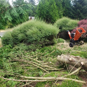 Full Circle Tree Care - Cedars being processed into mulch for the garden and firewood. - Tree Services Near Me