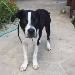 Atticus, our adopted lab mix Atticus, our adopted lab mix